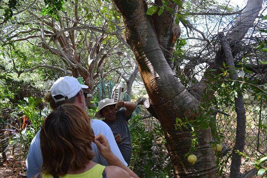 The Bonaire Botanical Garden